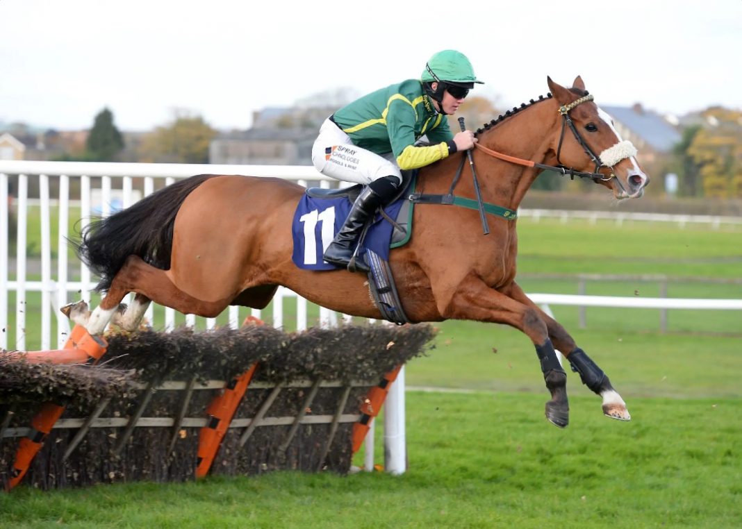 Horse jumping a low fence at Wetherby